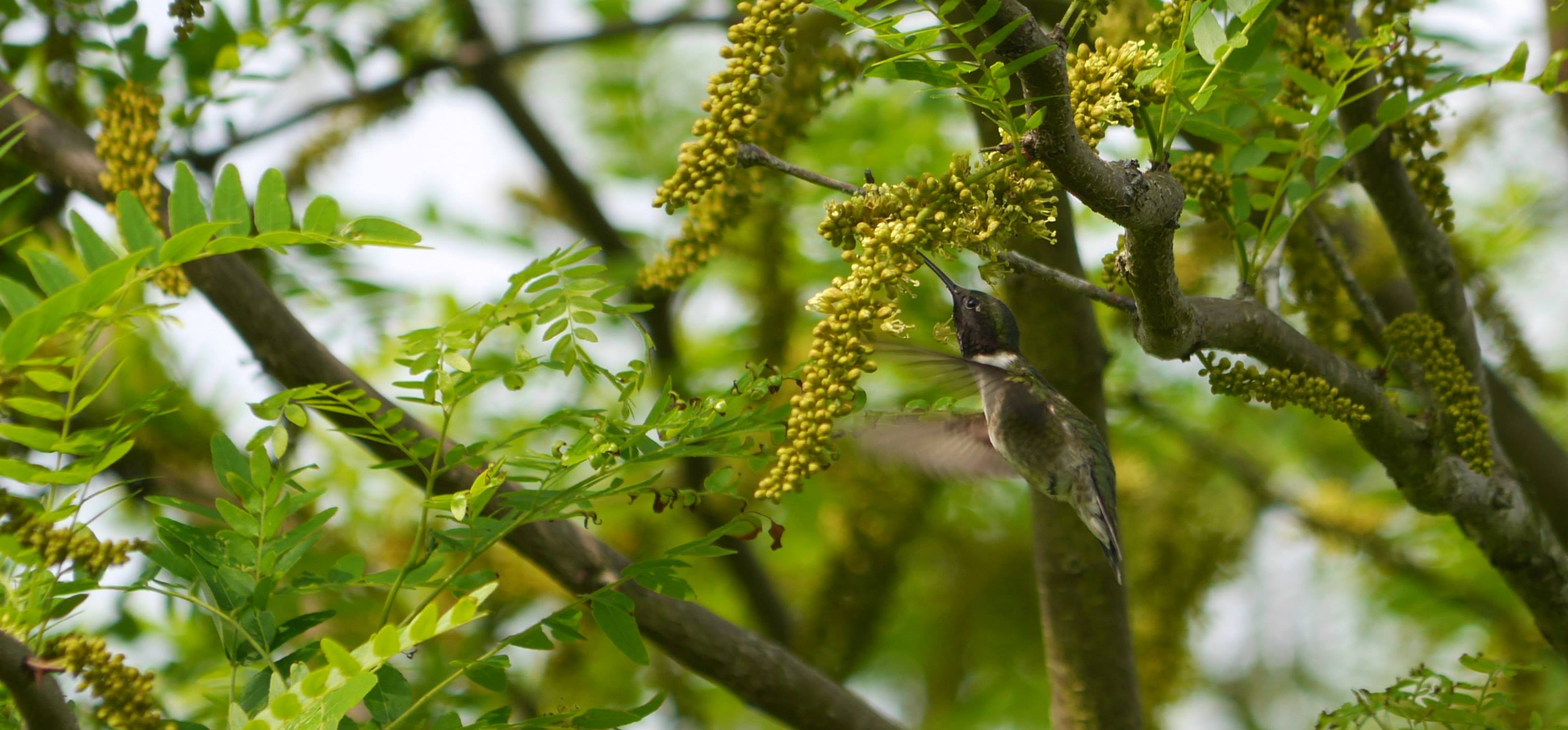 Male ruby-throated hummingbird, Peveto Woods, Cameron parish, LA - end of April. Photo by Jane Patterson.