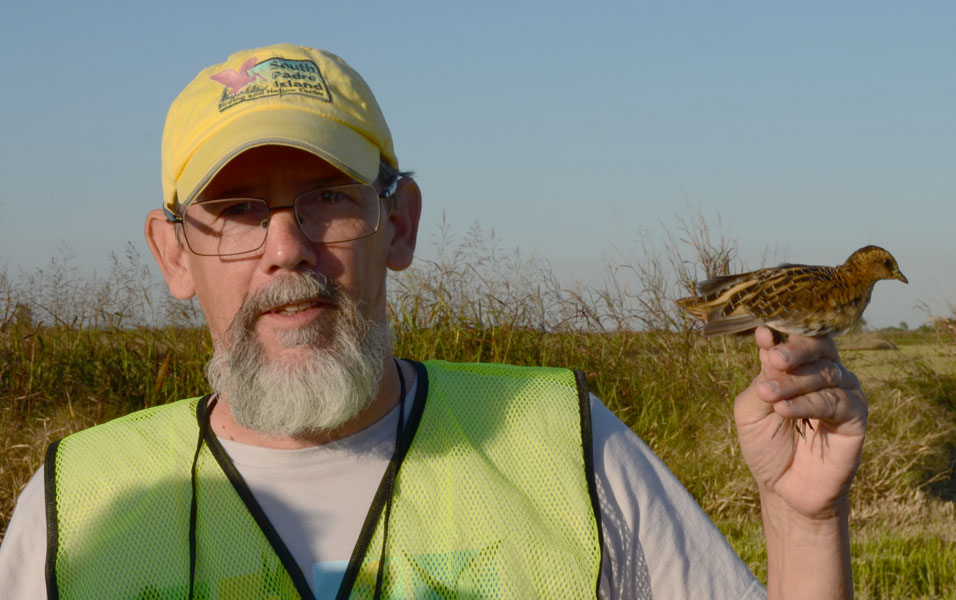 LABO primary bander, Dan Mooney, with a banded Yellow Rail during the Yellow Rails and Rice Festival near Thornwell. Photo by Erik Johnson