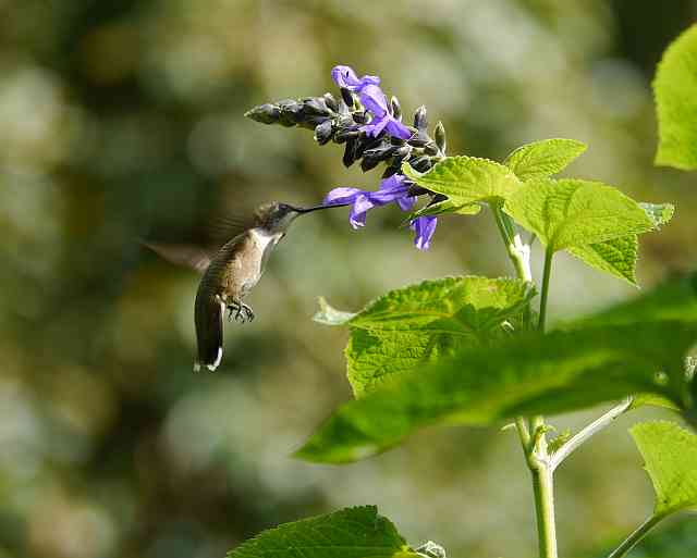 Male Ruby-Throat