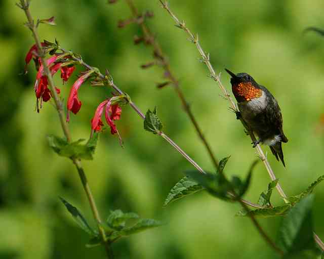 Ruby Throat on salvia